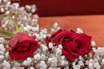 2 roses rouges sur lit de fleurs blanche de gypsophile pour la saint valentin et déclaration...