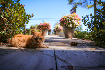 Katze