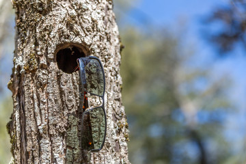 View of  black glasses hanging in a hole in the trunk of a tree