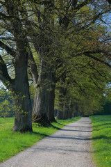Alte Eichen Allee mit Weg im Frühling, Bayern, Deutschland
