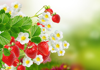 summer ripe strawberry