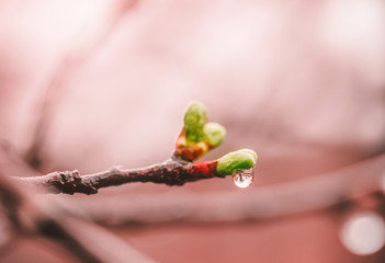 blossoming young green leaves in drops of a spring rain on branches of a plum tree - Powered by Adobe