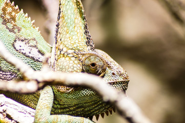 portrait of a chameleon
