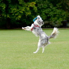 Blue Merle border collie dog jumping for frisbee in park