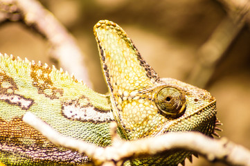 portrait of a chameleon