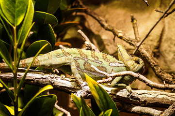 portrait of a chameleon