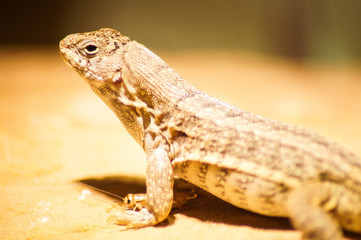 portrait of a lizard