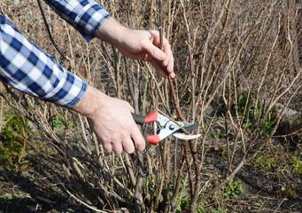 Gardener hands cutting blackcurrant bush with bypass secateurs in early spring.