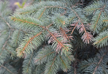Naklejka na ściany i meble Sun scald on evergreen tree. Discolored blue spruce needles. Winter injury.