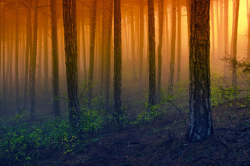 sunrise in the misty forest