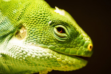 portrait of a lizard