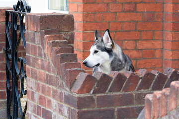 Malamute dog looking over garden wall