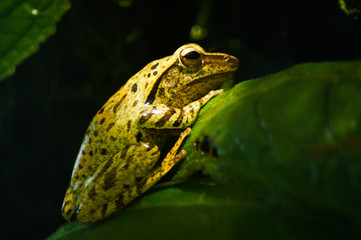 frog on leaf
