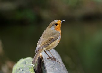 Robin