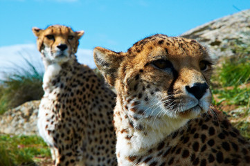 Gepard