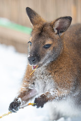 Fototapeta premium Wallaby Snack