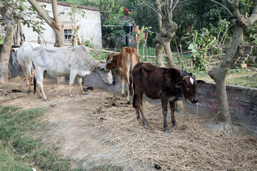 Cattle grazing in village Kumrokhali, West Bengal, India.