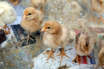 A baby chicken on the farm in Kumrokhali, West Bengal, India 