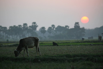 Landscape with a cow that graze grass at sunset in Sundarbans, West Bengal, India