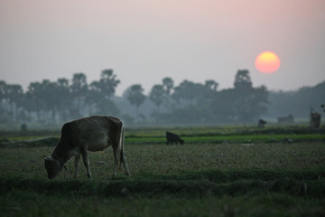 Landscape with a cow that graze grass at sunset in Sundarbans, West Bengal, India