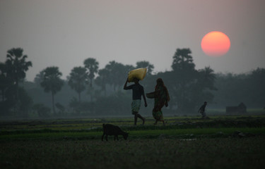 Villagers return home after a hard day on the rice fields, Sundarbans, West Bengal, India
