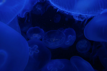blue jellyfish world 