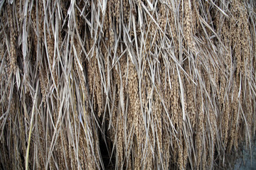 Drying rice after harvest