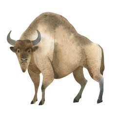 Watercolor illustration on white background. Set of huge brown bizon. Simple sketch of wild forest animals © Kateryna