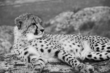 gepard © fabian
