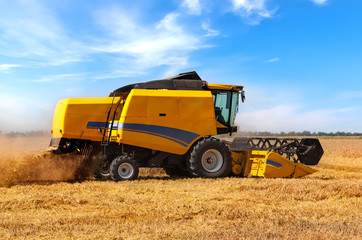 Fototapeta premium Combine harvester on a wheat field.