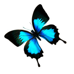 beautiful blue butterfly morpho didus. isolated on white background © Fotograf