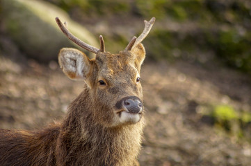 deer portrait