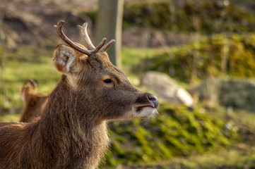 Fototapeta premium deer portrait