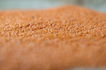 Red or orange lentils background. Group of lentils.