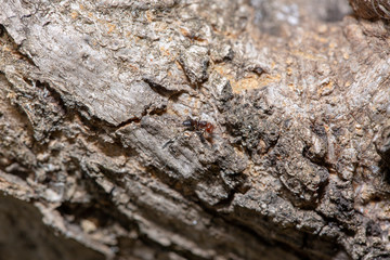 corteccia con formica 