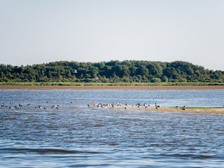 Group of common shelducks, Tadorna tadorna, in nature reserve south of Rotterdam, Netherlands