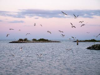 Fototapeta na wymiar Group of black-headed gulls flying over breakwater of artificial island De Kreupel in IJsselmeer, Netherlands