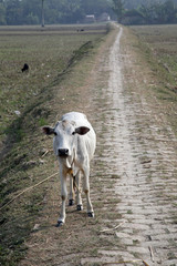 Cattle grazing in village Kumrokhali, West Bengal, India