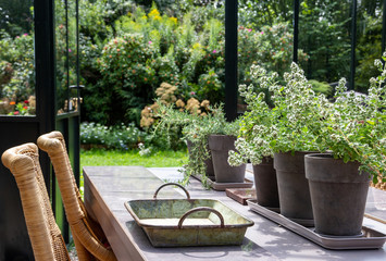 Plants in concrete grey pots set in a row on a table, decorative tray with handles, wicker chairs, in orangery in the sunlight. Resting place. Open glass doors and greenery in the blurred background.