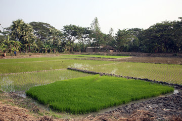 Fototapeta premium A green paddy field in India.