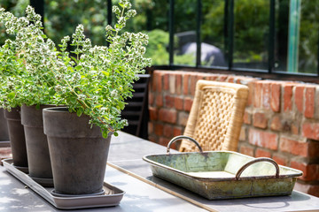 Plants in concrete grey pots set in a row on a table, vintage metal tray, wicker chair, in orangery in the sunlight. Resting place. Brick wall, glass windows and greenery in the blurred background.