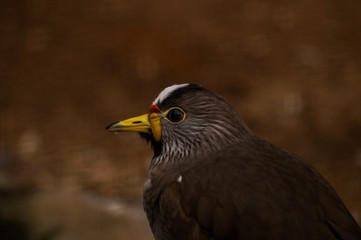 portrait of a bird