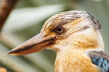 portrait of a bird