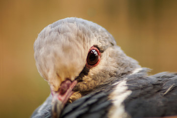 portrait of a dove bird