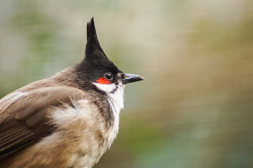 portrait of a bird