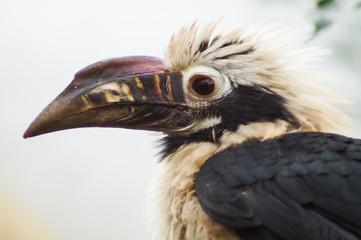 portrait of a bird