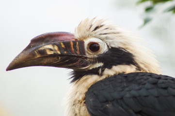 portrait of a bird