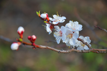 Flowering fruit tree branch