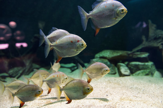 A flock of piranhas under the water in the pond