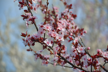 Red flowering fruit tree branch